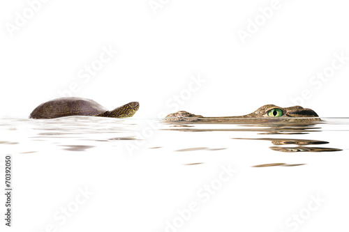 turtle and alligator © fotomaster