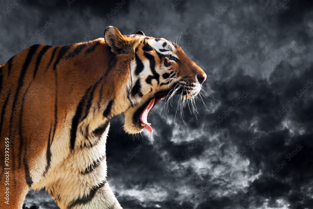 Obraz premium Dziki tygrys ryczy podczas polowania. Pochmurne niebo