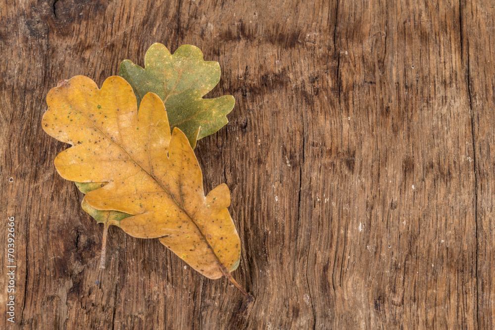 autumn background with dried leaf