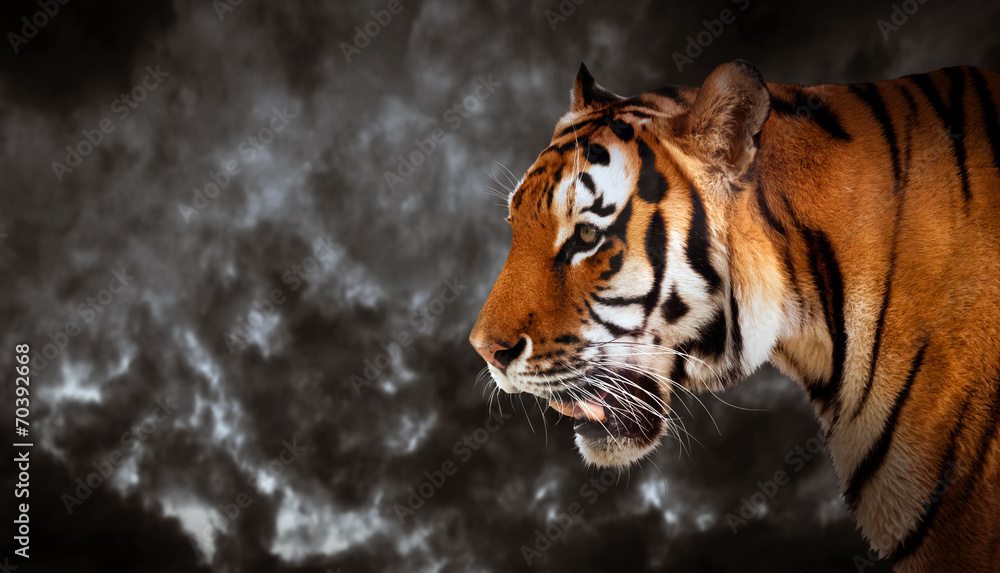 Fototapeta premium Dziki tygrys patrząc, gotowy do polowania, widok z boku. Pochmurne niebo