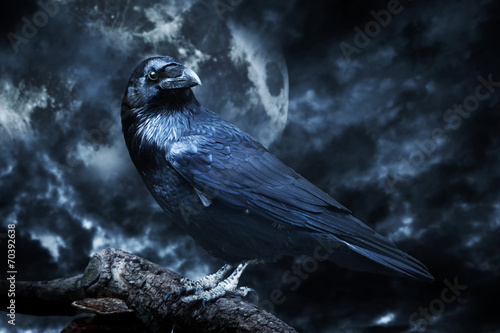 Black raven in moonlight perched on tree. Scary, creepy, gothic Fototapeta