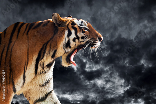 Fototapeta Naklejka Na Ścianę i Meble -  Wild tiger roaring during hunting. Cloudy sky