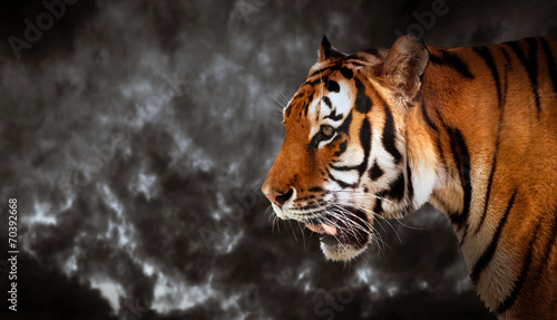 Fototapeta Naklejka Na Ścianę i Meble -  Wild tiger looking, ready to hunt, side view. Cloudy sky