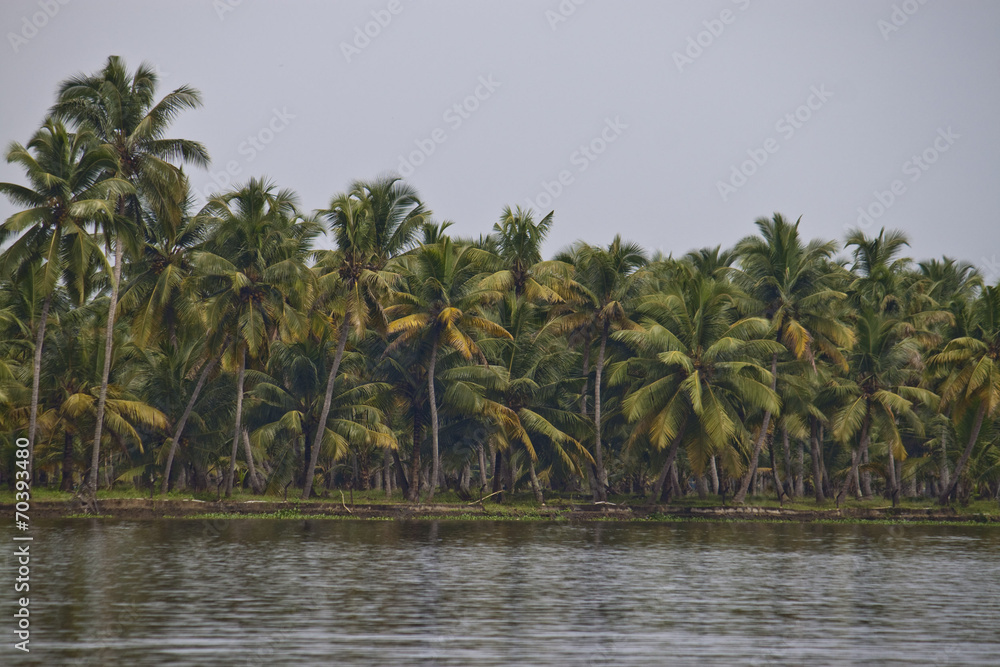 Palms along canals and lakes in Backwaters, Kerala, India Palms along canals and lakes in Backwaters, Kerala, India