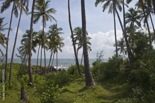 Palms at a tropical beach Palolem  Goa  India