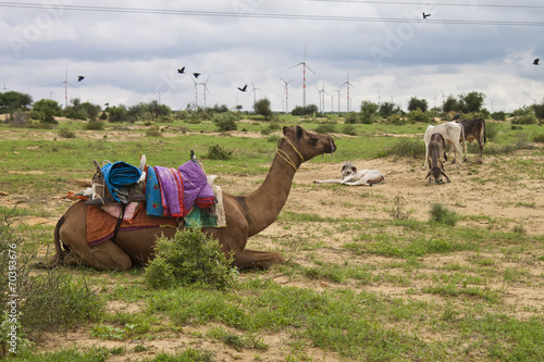 Camel, donkeys and wind power plants at Thar desert in Rajasthan