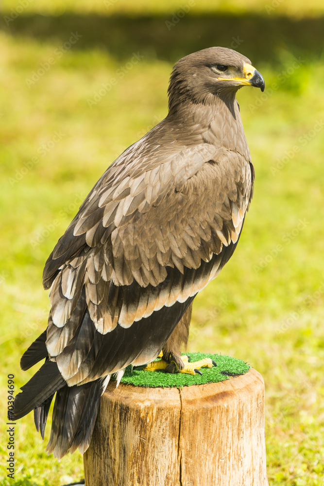 Fototapeta premium aigle ravisseur - Spectacle de fauconnerie