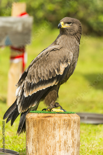 aigle ravisseur - Spectacle de fauconnerie