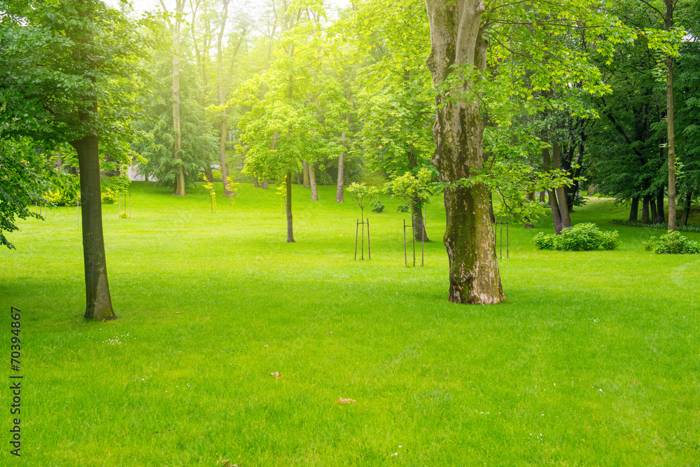 Obraz premium Green park