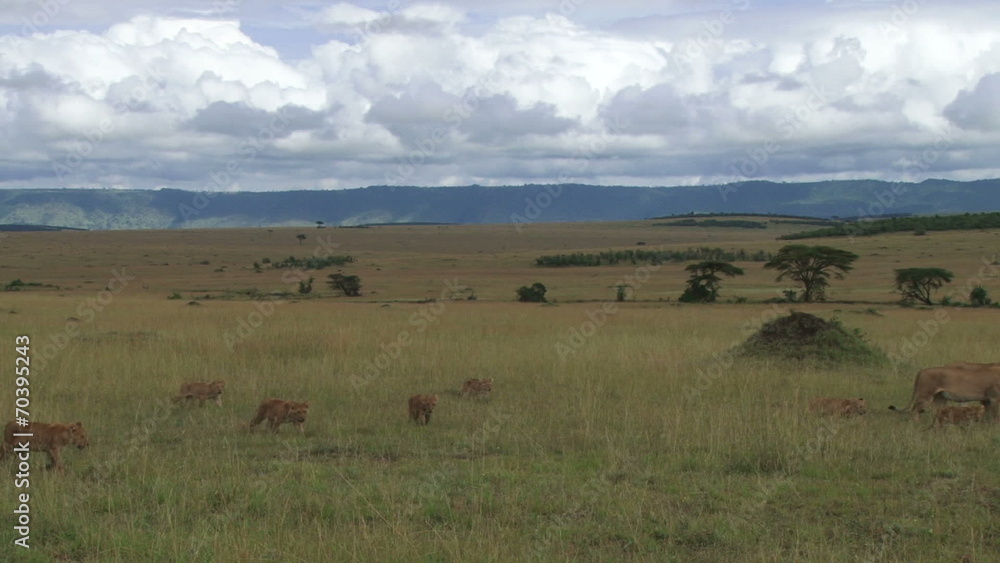 lion pride with cubs walking in the plains lion pride with cubs walking in the plains
