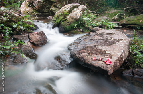 Beautiful maple leaves of Phu Kradueng on waterfall