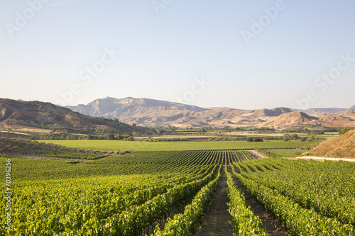 Photos Panorama dei vigneti calabresi