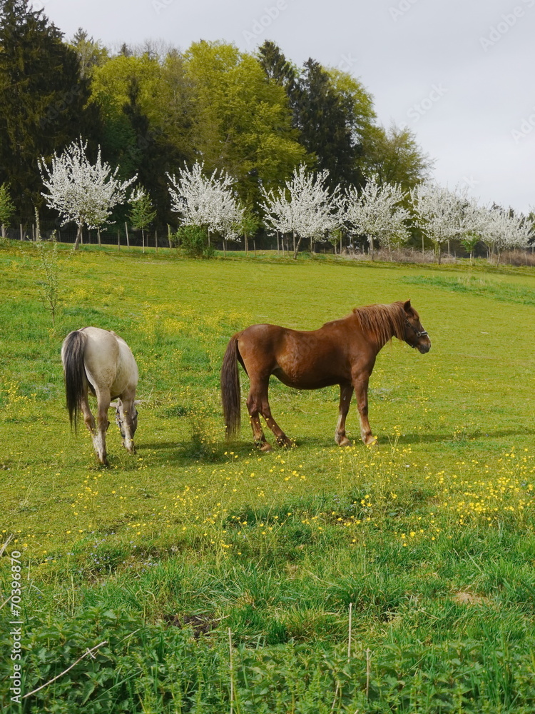 Fototapeta premium Horse on the prairie
