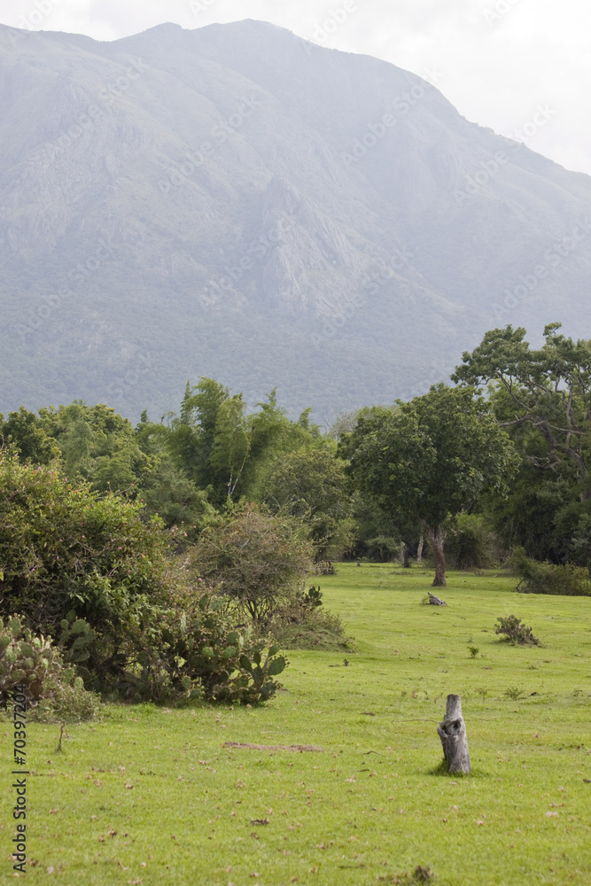 Landscape in Mudumalai National Park, India Landscape in Mudumalai National Park, India