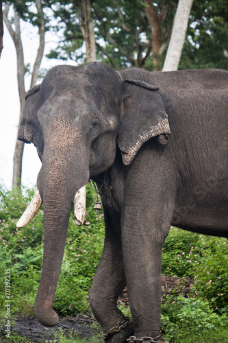 Captured asian elephant (Elephas maximus)