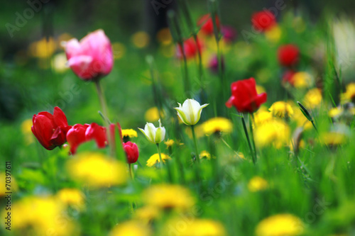 Fototapeta Naklejka Na Ścianę i Meble -  луг