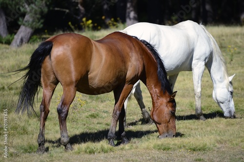 Fototapeta Naklejka Na Ścianę i Meble -  horses grazing