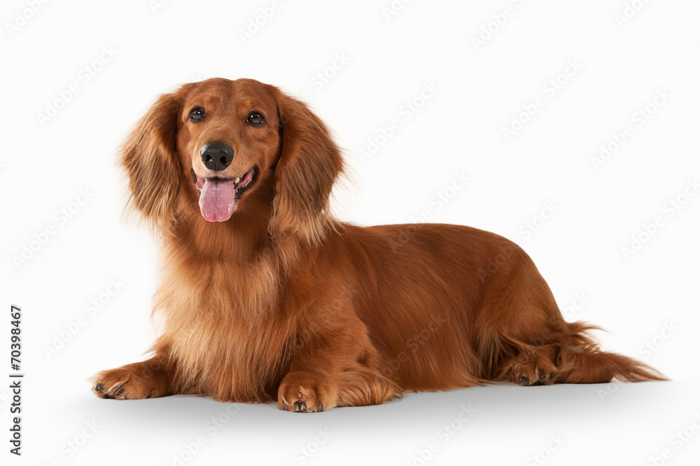 Brown dachshund on white background