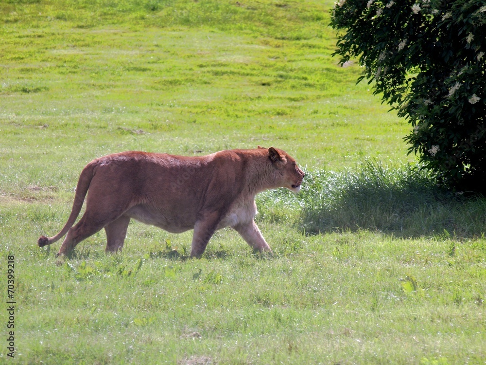 Naklejka premium Lion in the UK zoo