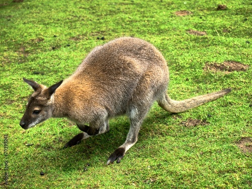 Kangaroo in the UK zoo