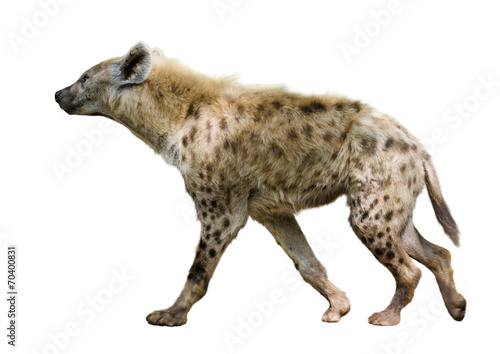 Canvastavla Spotted hyena
