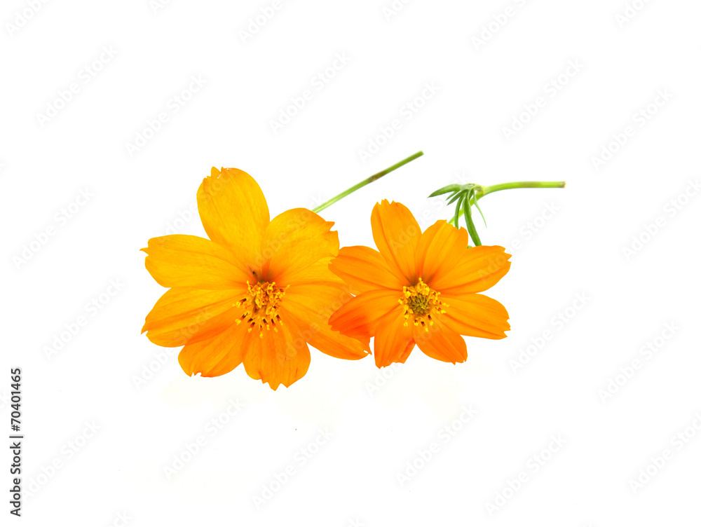 Yellow Cosmos flower Yellow Cosmos flower