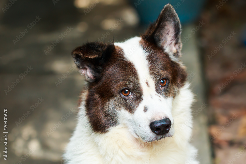 portrait Thai bangkaew dog portrait Thai bangkaew dog