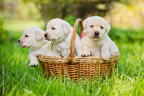 three puppies in a basket #70402204