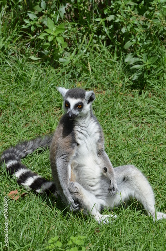 Lemure © belly911