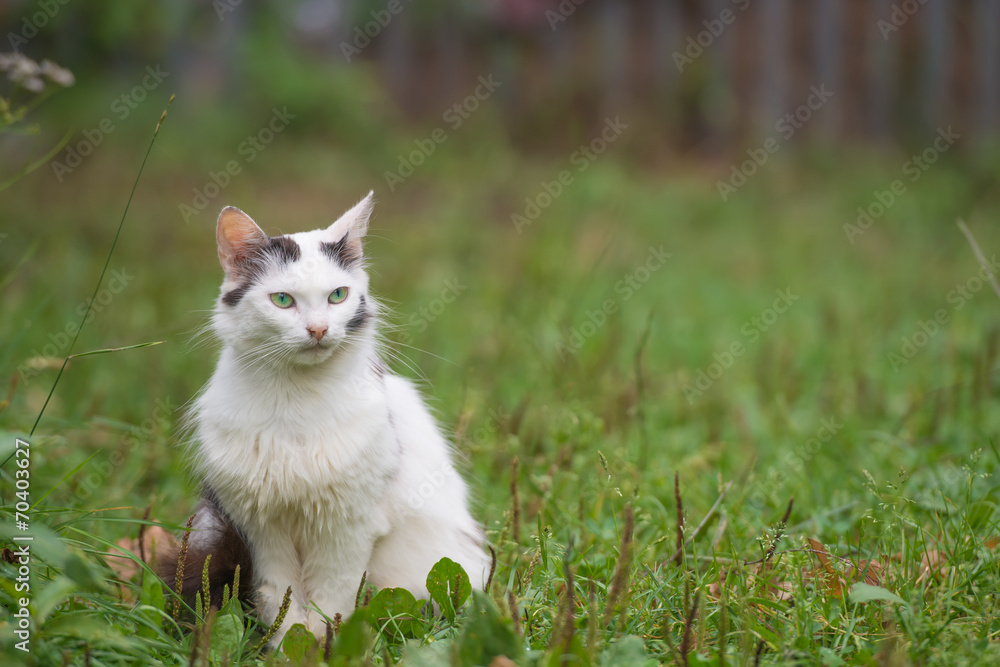 Black and white kitten sitting on green grass