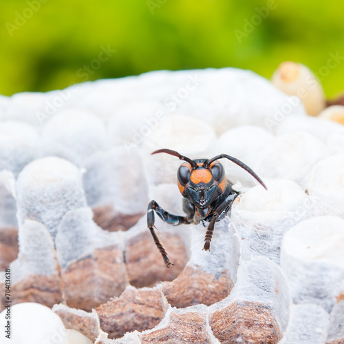 Paper wasp photo