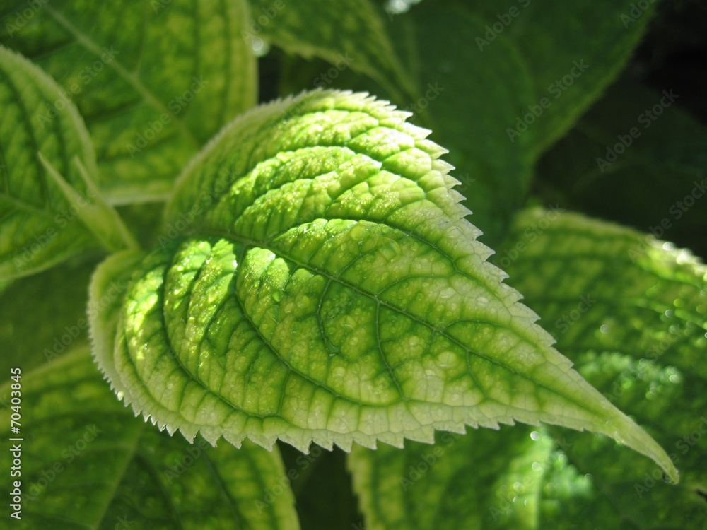 Foglia d'ortensia Foglia d'ortensia