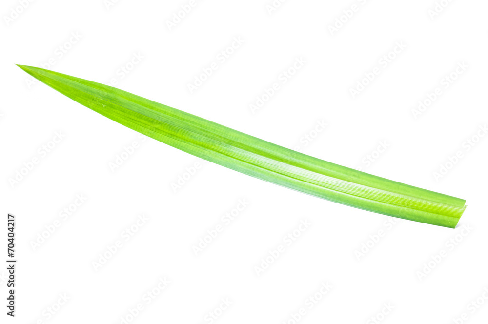 Fresh Pandan leaves on white background Fresh Pandan leaves on white background