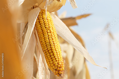 Dry corn on the stalk