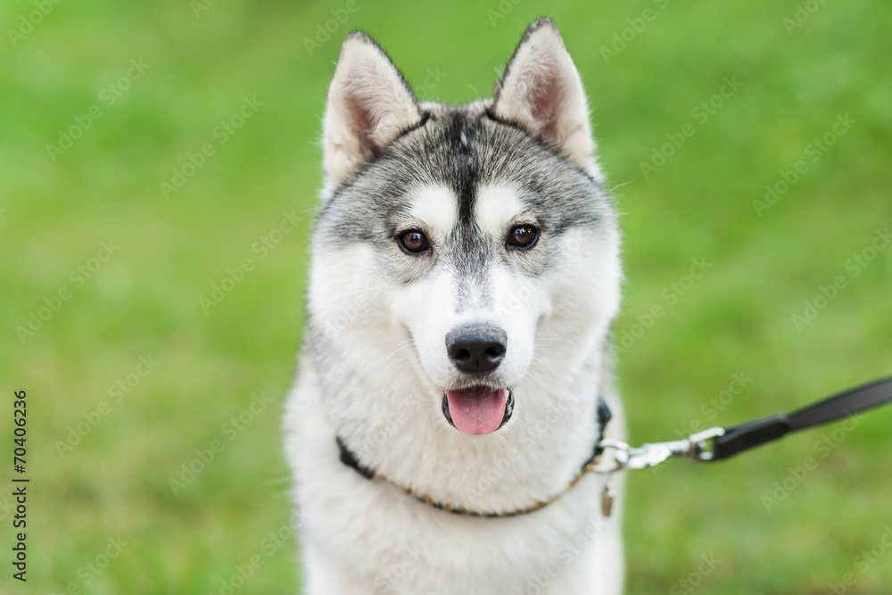 Husky against the green background