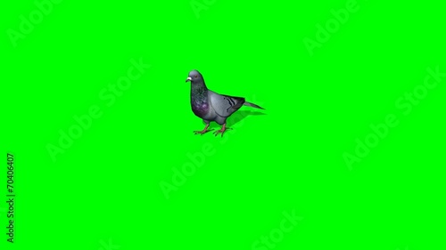 Pigeon goes - 3 different views - green screen