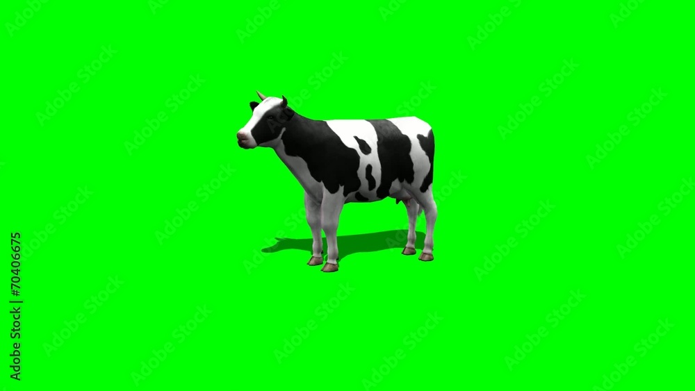 cow stands and looks around - 2 different views - green screen cow stands and looks around - 2 different views - green screen