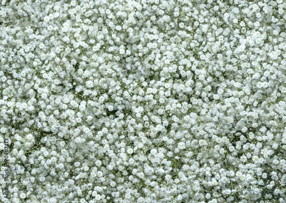 Gypsophila