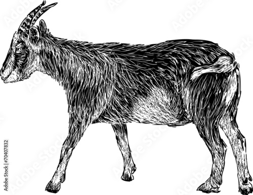 black goat