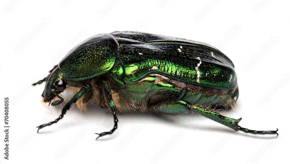 Green beetle. Rose chafer (cetonia aurata) isolated Green beetle. Rose chafer (cetonia aurata) isolated
