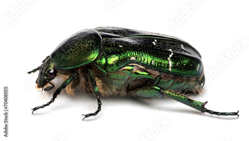 Green beetle. Rose chafer (cetonia aurata) isolated