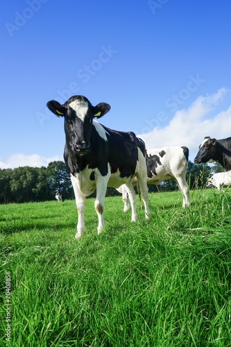 Überraschter Blick einer Kuh auf der Weide © Countrypixel