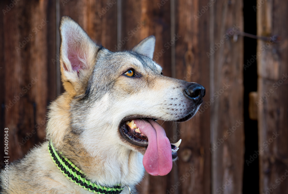 Fototapeta premium Marxdorfer wolfhound