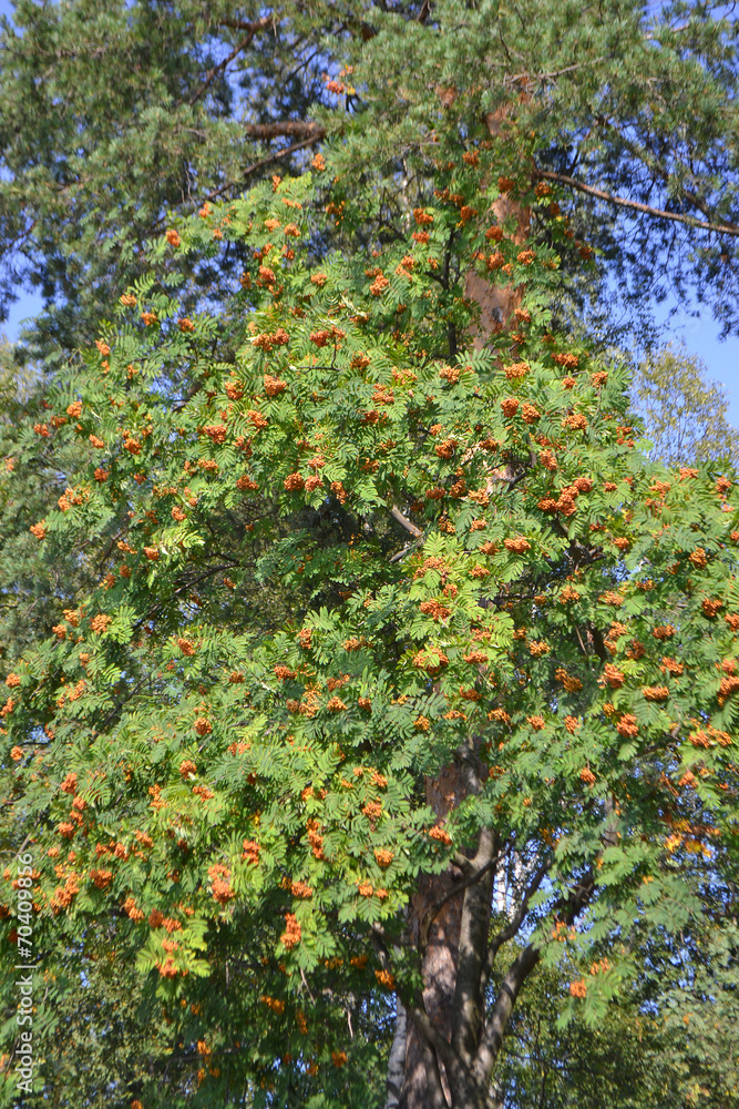 Ripe red wild rowan Ripe red wild rowan
