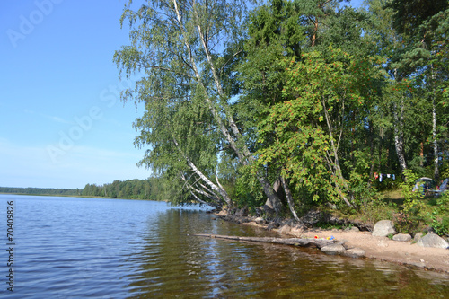 Forest on the banks of lake