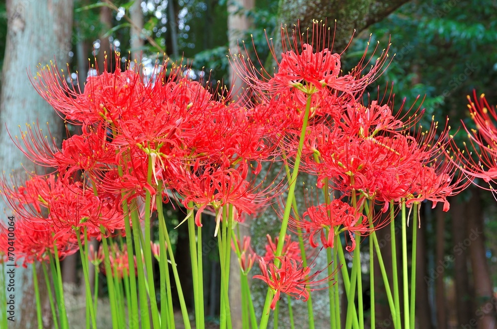 彼岸花 彼岸花