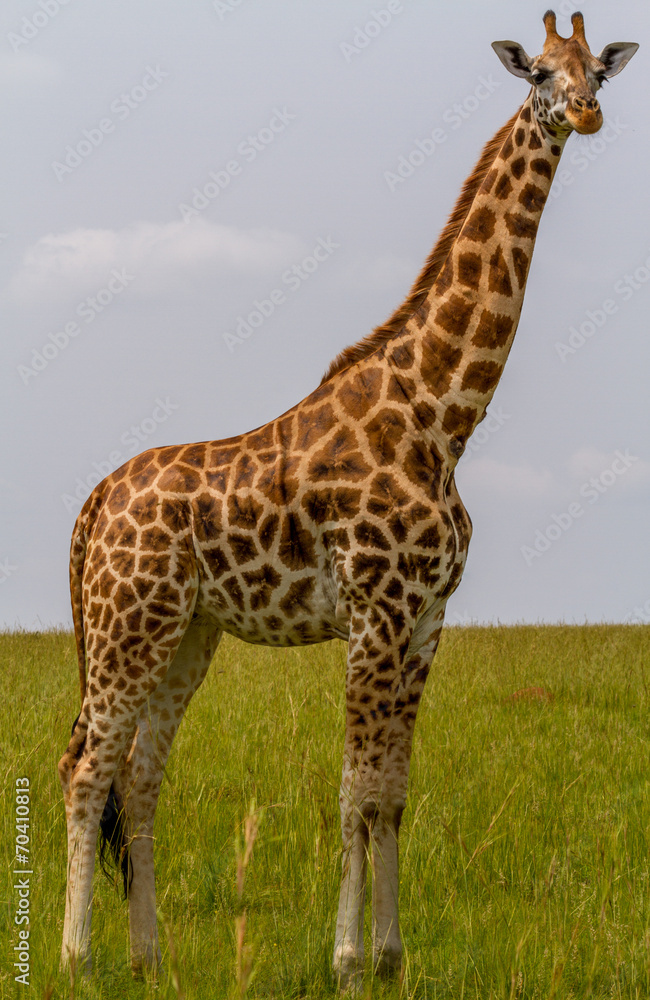 Obraz premium Rotschild's giraffe