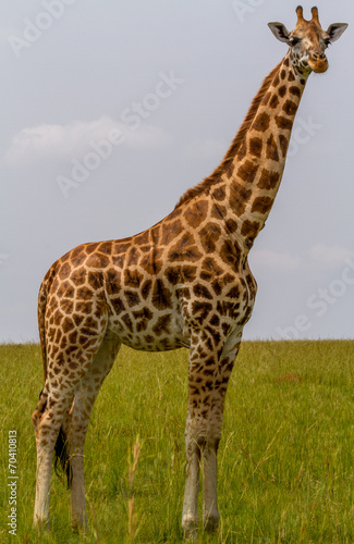 Rotschild's giraffe © raats