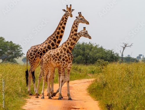 Giraffes crossing a road