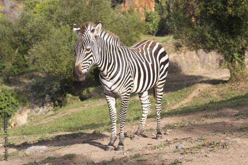 a zebra stands alone in a field